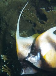 Bannerfish couple taken at sharks bay, with an olympus E300 by Anel Van Veelen 